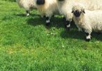 Valais blacknose sheep