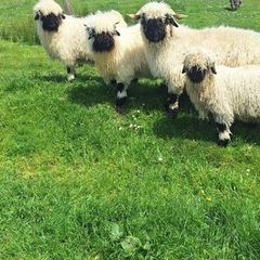 Valais blacknose sheep