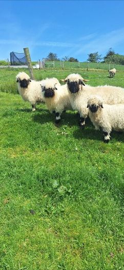 Valais blacknose sheep