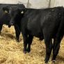25 Top Quality Angus Bulls Image 8