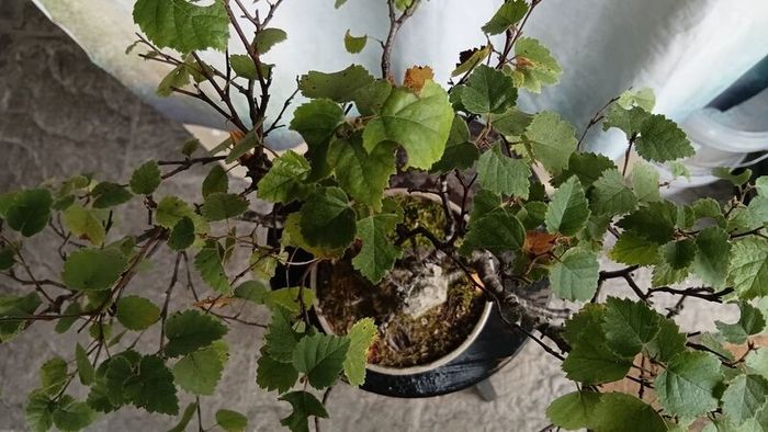 Bonsai tree ( birch)