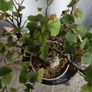 Bonsai tree ( birch) Image 2