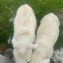 Dorset rams Image 3