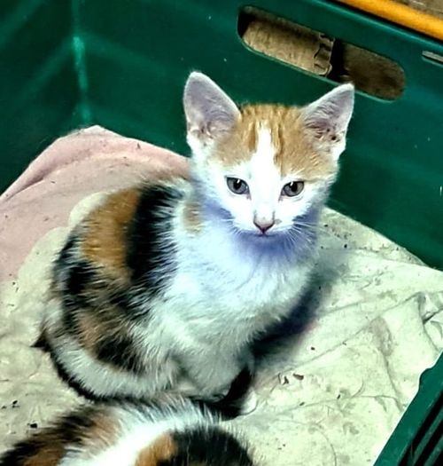 kitten