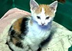 kitten