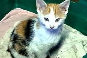kitten