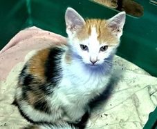 kitten