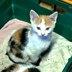 kitten