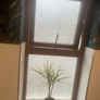 Senator Double Glazed uPVC Windows Image 6