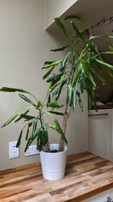 house plant