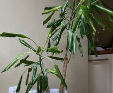 house plant