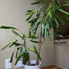 house plant