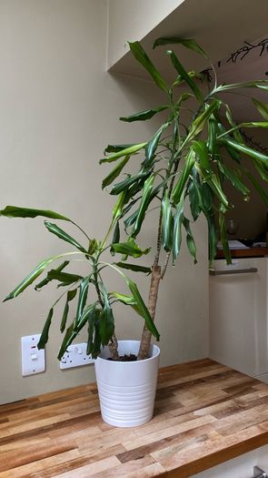 house plant