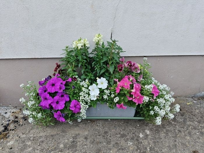 Window box