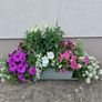 Window box Image 3