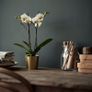 Gold Plant pot Image 2