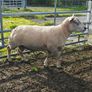 Charlaois rams Image 6