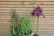 House Plants