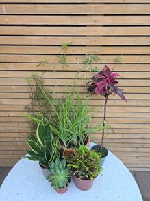 House Plants