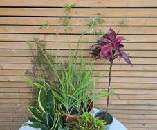 House Plants