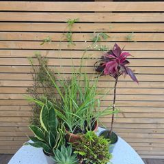 House Plants