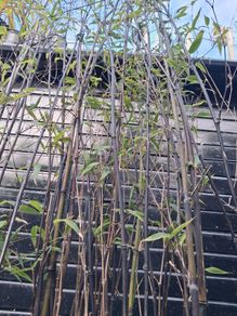 Black stem bamboo