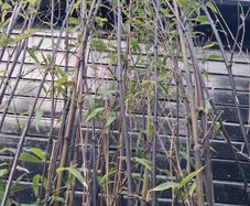 Black stem bamboo