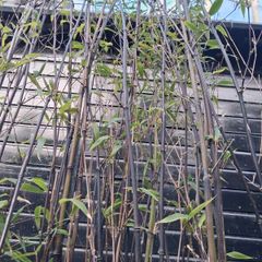 Black stem bamboo