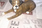 Boxer dog figurine, similar in style to those produced by brands like Leonardo Collection or Border Fine Arts
