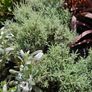 Plants and Shrubs TWO euros Image 4