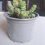 Crassula marnieriana_worm plant Image 3