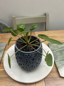 Chinese Money Plant