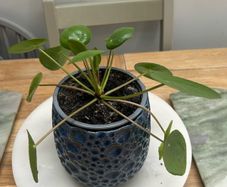 Chinese Money Plant