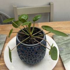 Chinese Money Plant