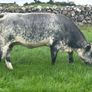In Calf Heifers Sept 26th Ballinasloe Mart Image 10