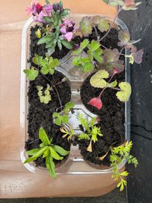Garden Plants (7)
