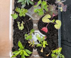 Garden Plants (7)