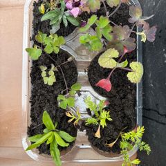 Garden Plants (7)