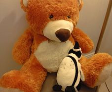 Teddy Bear Large Size