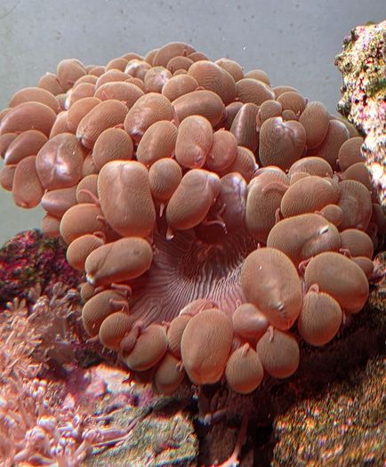 coral