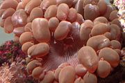 coral