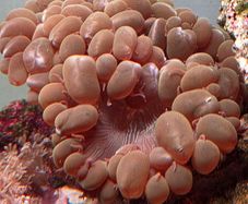 coral