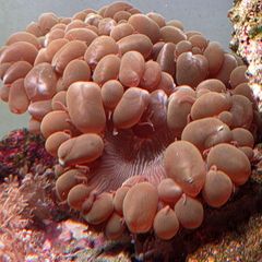 coral