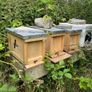 Nuc of honey bees Image 2