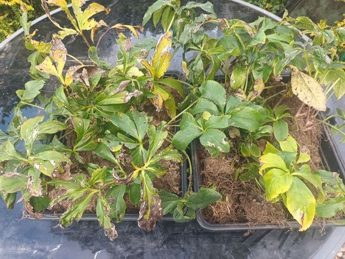 16 Hellebore Plants