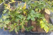 16 Hellebore Plants