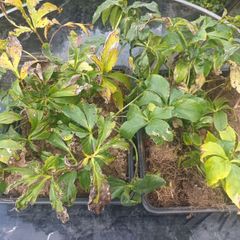 16 Hellebore Plants