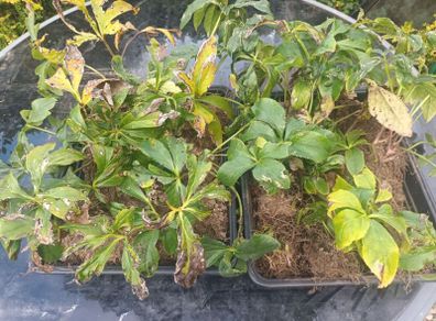 16 Hellebore Plants