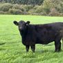 14 PBR Angus Maiden Heifers Image 3