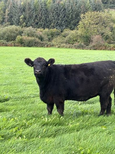 14 PBR Angus Maiden Heifers